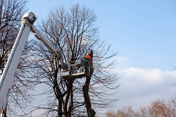 Professional Tree Removal Services in South Rockwood, MI